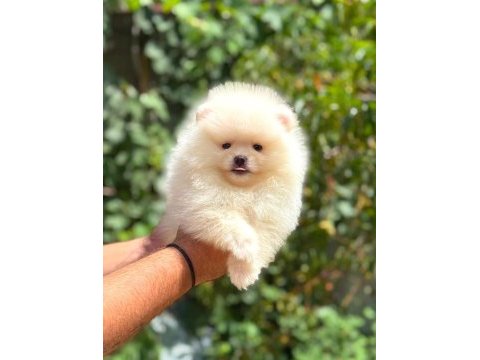Pomeranian yavrularımız