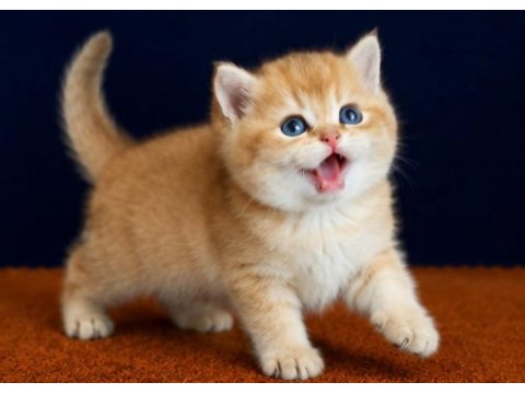 Show kalite british shorthair golden bebekler