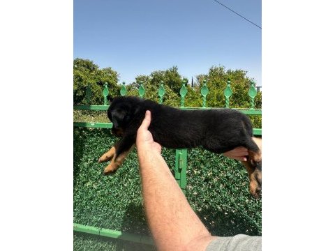 A kalite rottweiler bebekler yeni yuvalarını arıyorlar