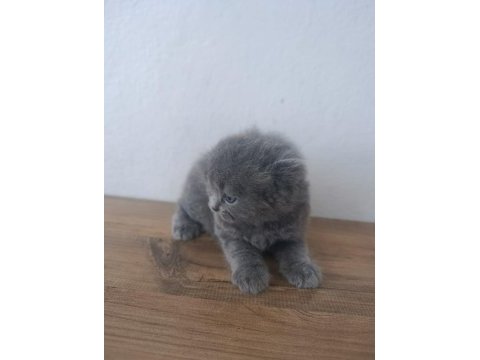 Show kalite scottish fold bebekler