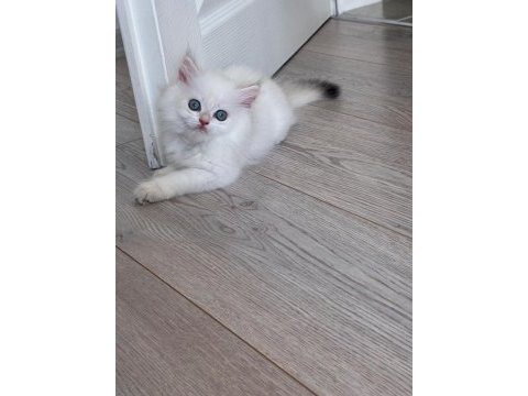 British longhair miniklerim