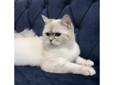 17 aylık british shorthair silver point dişi