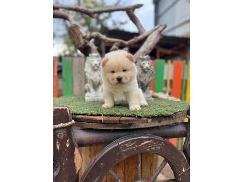 Üst kalite çin aslanı chow chow yavruları