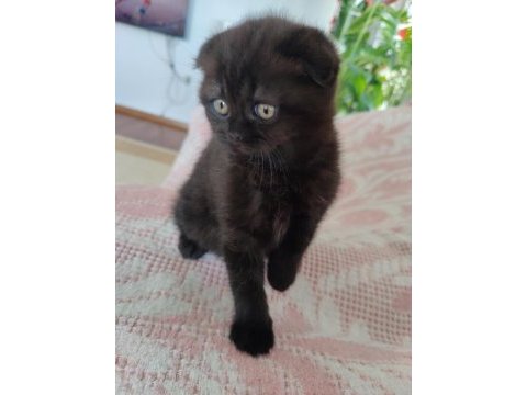 Scottish fold kara kızımız