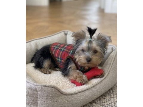 Yorkshire terrier çok sevecen oyuncu