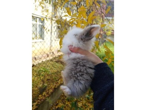 1 aylık hollanda lop tavşanı