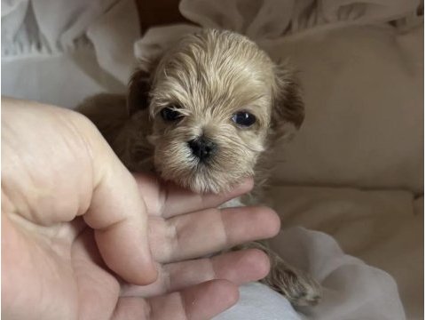 Tr de tek micro teacup maltipoo yavrusu