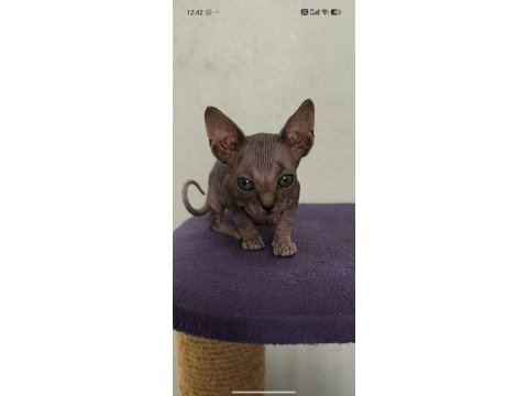Sphynx home nirvana