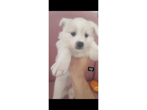 Anne altından çok güzel spitz bebekler