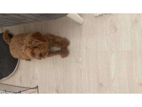 Kahve maltipoo
