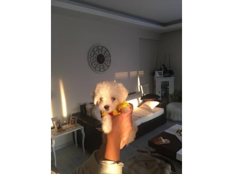 Orjinal safkan teacup kore maltese terrier
