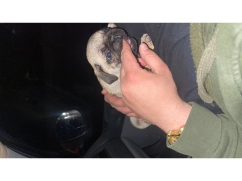 2 aylık pug gül kuyruk sıfır burun