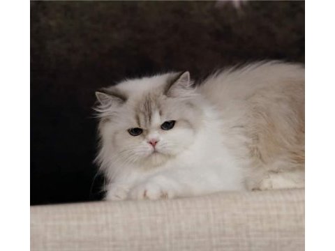 Özel bir british longhair kedimiz