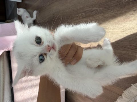 Satılık british shorthair kedisi