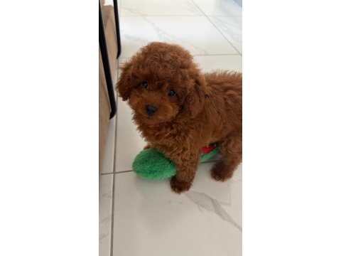 Efsane poodle yavrularımız