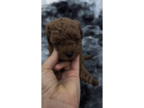 Sağlık ve ırk garantili ev yavrusu poodle