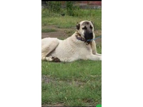 Orjinal has sivas kangal
