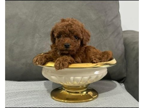 Kore anne babadan orjinal kore dişi poodle yavrular