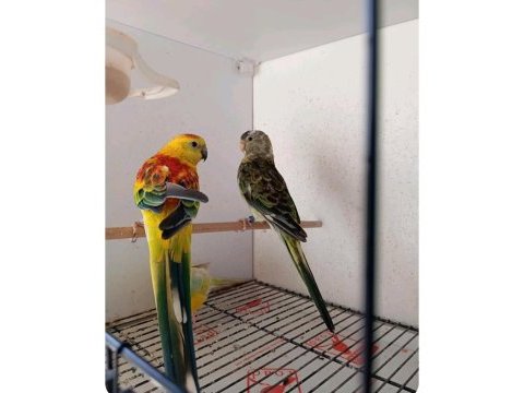 Daha önce yavru alınmış rozella yuva hazırlığı yapıyor