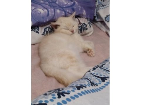 British shorthair kedilerim