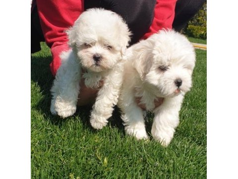 Maltese-terrier çok sevimli yavrular