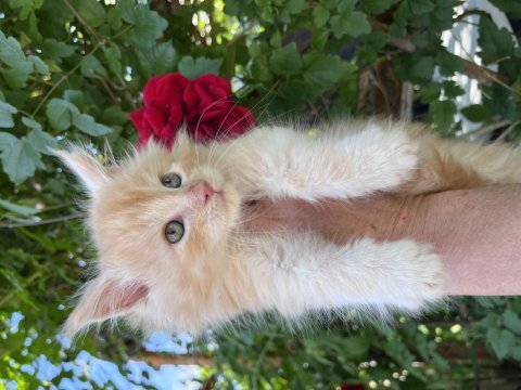 Gerçek şampiyon ve tr birinci baba nın maine coon çocukları