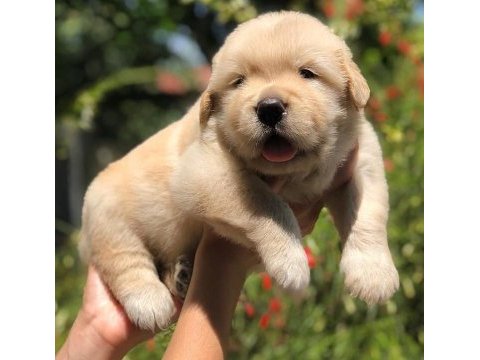 Golden retriever cinsi puppies