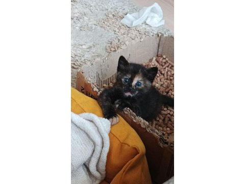 Çalıştığımdan kızıma (dişi kedime) bakamıyorum