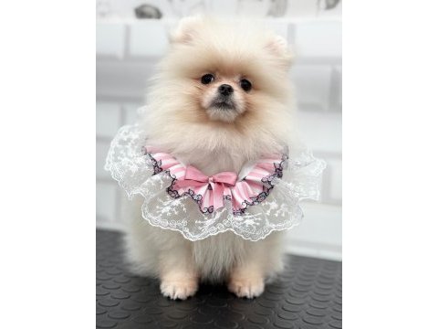 Safkan orjinal şecereli pomeranian boo yavrular