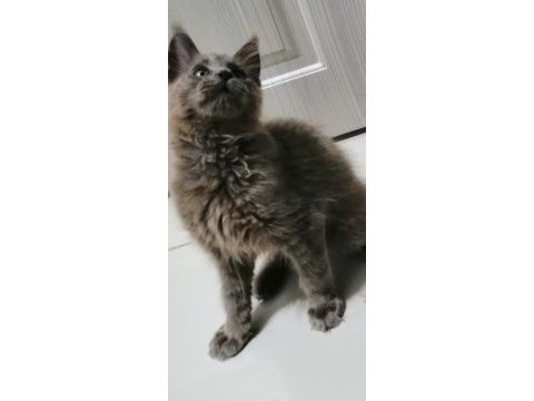 Safkan erkek maine coon yavrum