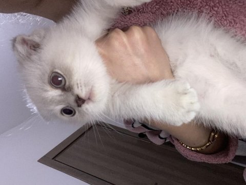 Scottish fold kedisi