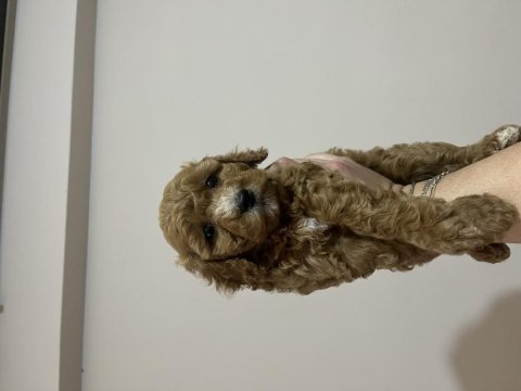Dişi orijinal toy poodle kardeşler