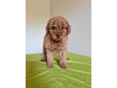 Redbrown toy poodle yavrular