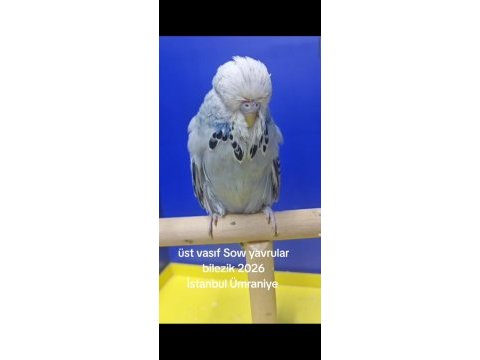 Şov jumbo muhabbet kuşu
