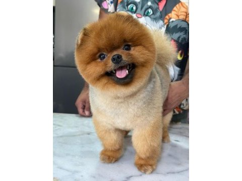 Daha iyisi yok gerçek teddy face pomeranian boolarımız