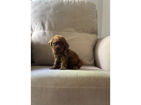 Kıvır kıvır toy poodle dünyası