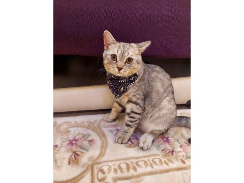 5 aylık british shorthair