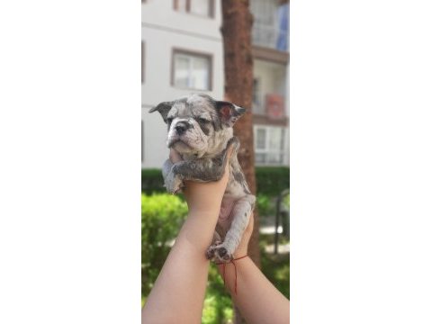 French bulldog