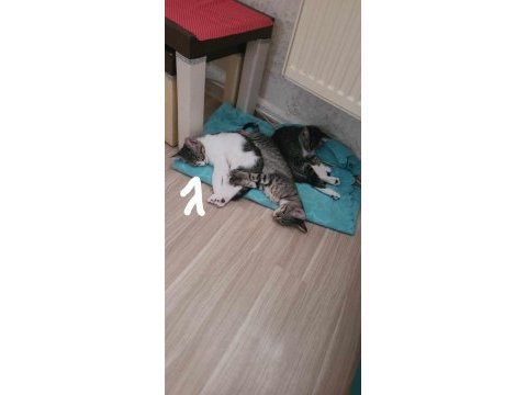 Yuva arıyorum kedimiz yavru için 2 aylik buçuk yaşinda