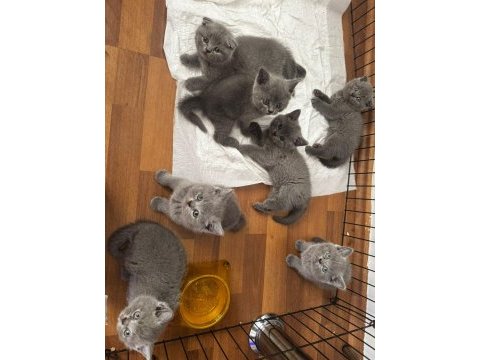 Mükemmel british shorthair yavrular son adetler