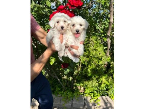 Maltese terrier sıfır numara anne altından