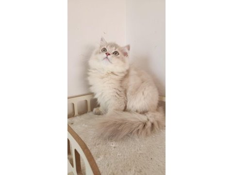 Show kalite, safkan golden brıtısh longhaır yavrular hazır