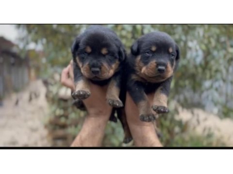 İri kafa rottweiler bebekler