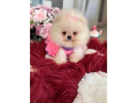 Mini boy pomeranian küçük prenses