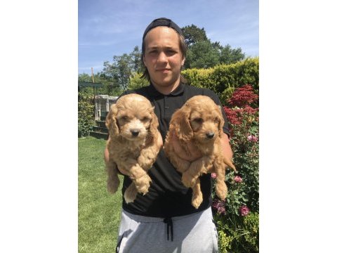 Teslime hazır maltipoo yavrularım