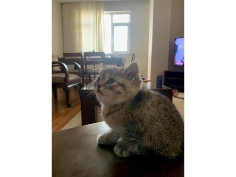7 mart doğumlu british shorthair
