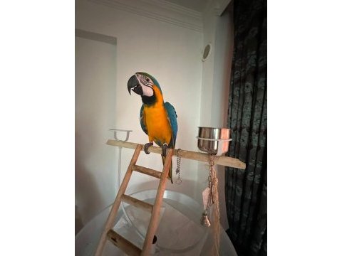 Belgeli kayıtlı a kalite macaw