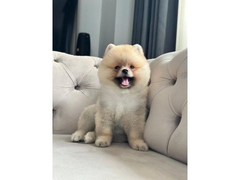 Erkek 3 aylık pomeranian boo