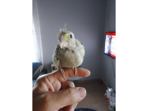 Sağlıklı sultan papağanı