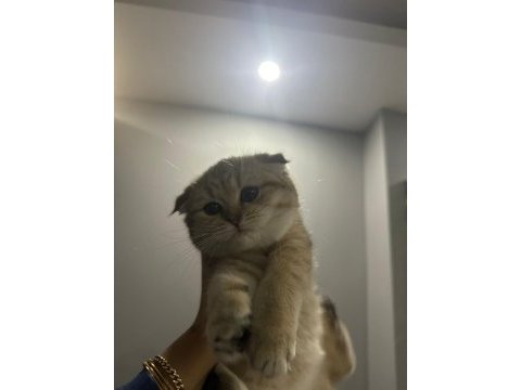 Scottish fold yavrumuz yeni yuvasını arıyor